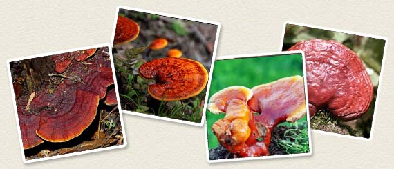 reishi