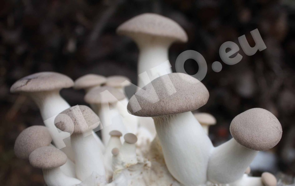 Pleurotus Eryngii Planto Uprawa Grzyb W