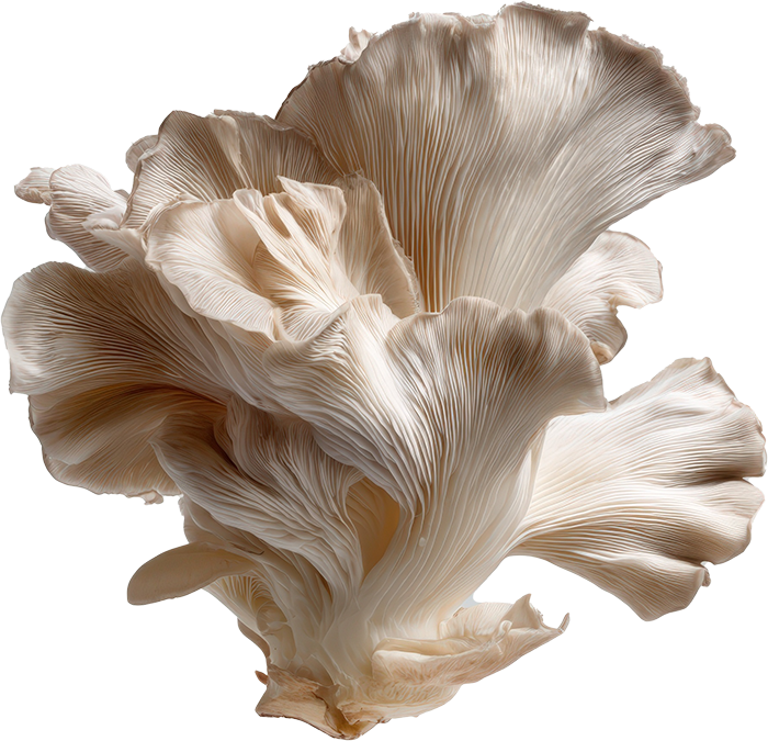 Boczniak ostrygowaty