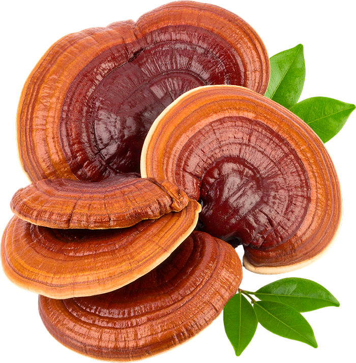 Reishi