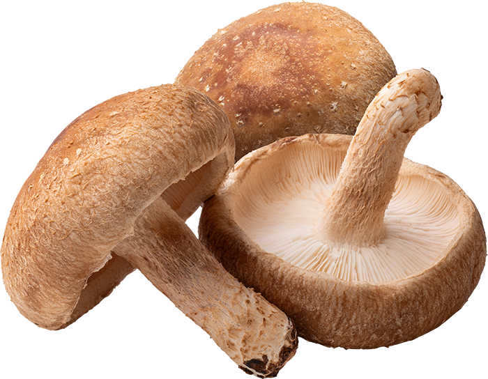 Shiitake