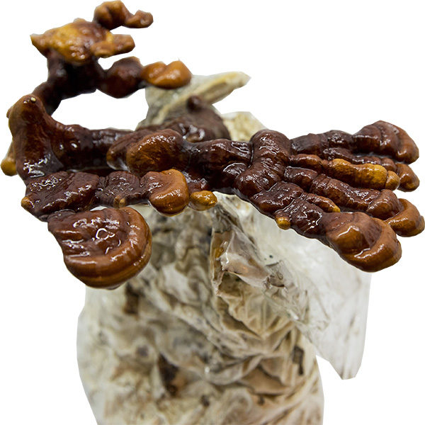 Grzyby Reishi (Ganoderma lucidum) – starter do uprawy w Grow Boxie - Image 5