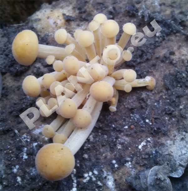 Zimówka aksamitnotrzonowa grzybnia na kołkach 20 szt.