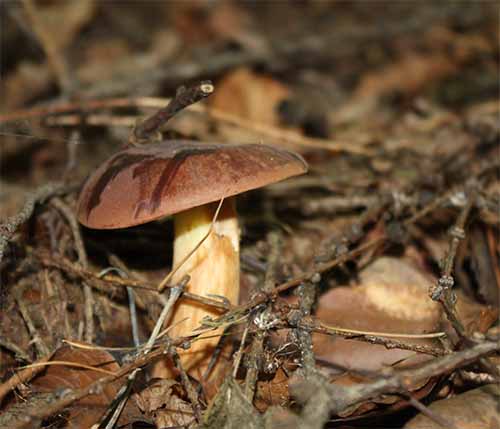 Podgrzybek brunatny grzybnia mikoryzowa.