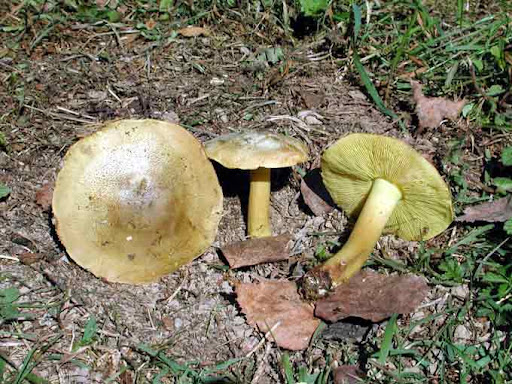 Gąskazielonka grzybnia mikoryzowa.