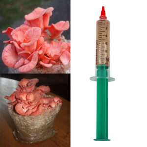 Boczniak różowy płynna grzybnia 10ml