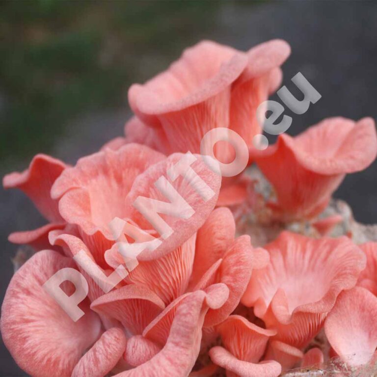 Grzybnie hodowla grzybów uprawa grzybów hodowlanych sklep Planto.eu