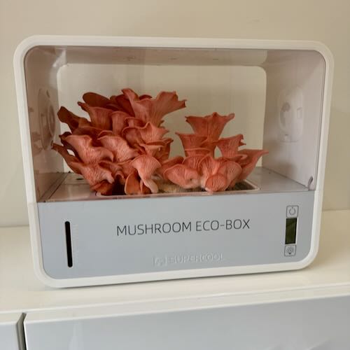 Boczniak różowy - starter do uprawy w Grow Boxie - Image 5