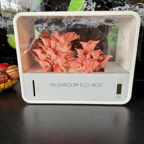 Boczniak różowy - starter do uprawy w Grow Boxie - Image 3