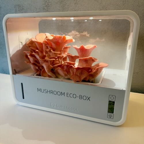 Zestaw 6 grzybni do Grow Boxa – subskrypcja domowej uprawy grzybów jadalnych - Image 3