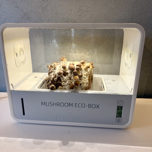 Shii-take (Twardziak jadalny) – Starter do Uprawy w Grow Boxie - Image 6