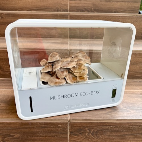 Shii-take (Twardziak jadalny) – Starter do Uprawy w Grow Boxie - Image 5