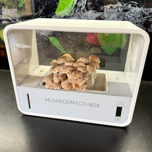 Zestaw 6 grzybni do Grow Boxa – subskrypcja domowej uprawy grzybów jadalnych - Image 4