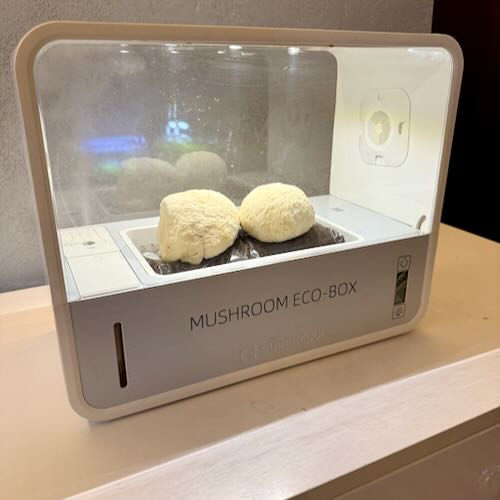 Zestaw 6 grzybni do Grow Boxa – subskrypcja domowej uprawy grzybów jadalnych - Image 8