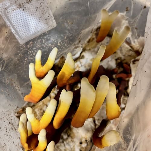 Grzyby Reishi (Ganoderma lucidum) – starter do uprawy w Grow Boxie - Image 6