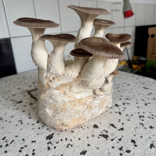Zestaw 6 grzybni do Grow Boxa – subskrypcja domowej uprawy grzybów jadalnych - Image 7