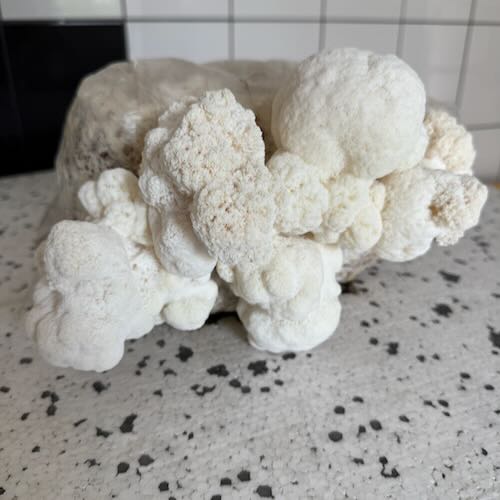 Soplówka jeżowata (Lion’s Mane) – starter do uprawy w Grow Boxie - Image 6