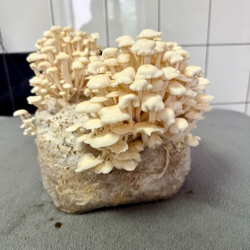 Grzyby Enoki – starter do uprawy w Grow Boxie - Image 3