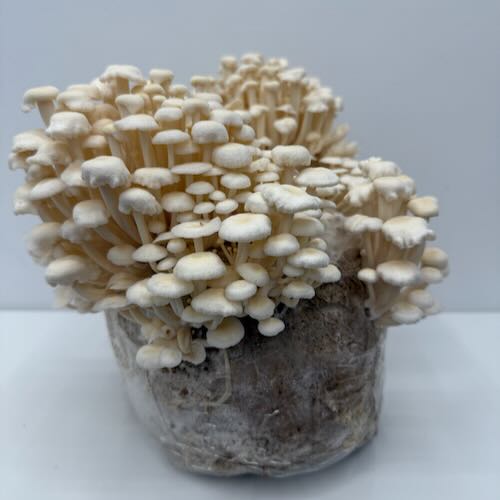 Grzyby Enoki – starter do uprawy w Grow Boxie - Image 5