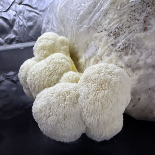 Soplówka jeżowata (Lion’s Mane) – starter do uprawy w Grow Boxie - Image 4