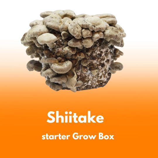 Shii-take (Twardziak jadalny) – Starter do Uprawy w Grow Boxie