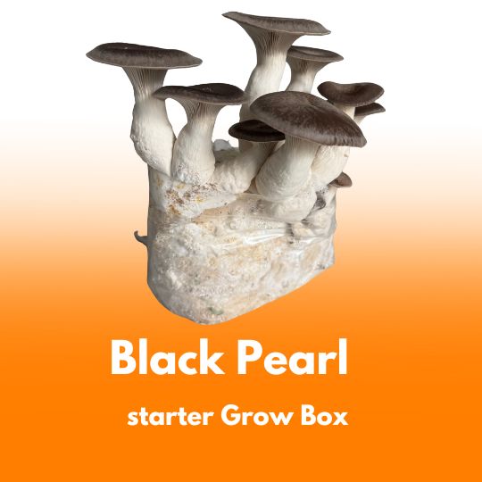 Black Pearl – starter do uprawy w Grow Boxie