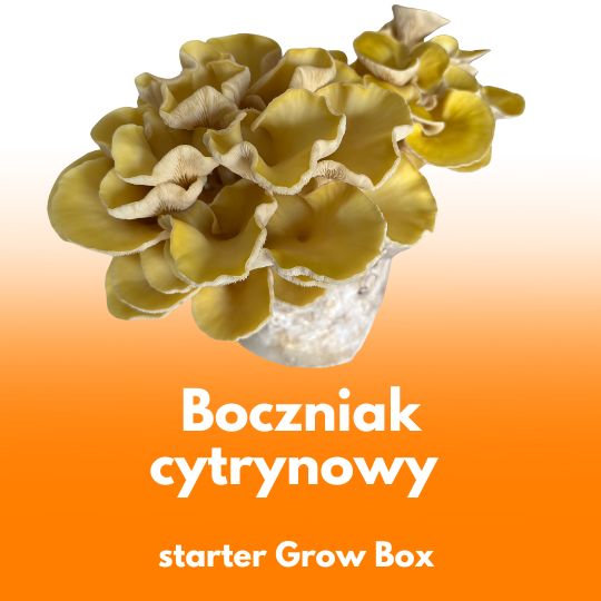 Boczniak cytrynowy - starter do uprawy w Grow Boxie