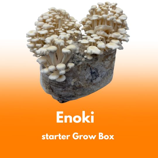 Grzyby Enoki – starter do uprawy w Grow Boxie