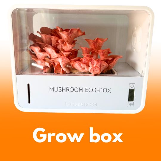 Grow Box do uprawy grzybów – domowy ogródek grzybowy