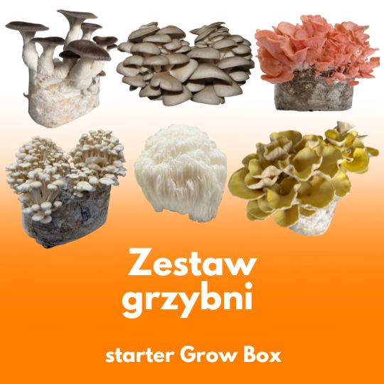 Zestaw 6 grzybni do Grow Boxa – subskrypcja domowej uprawy grzybów jadalnych