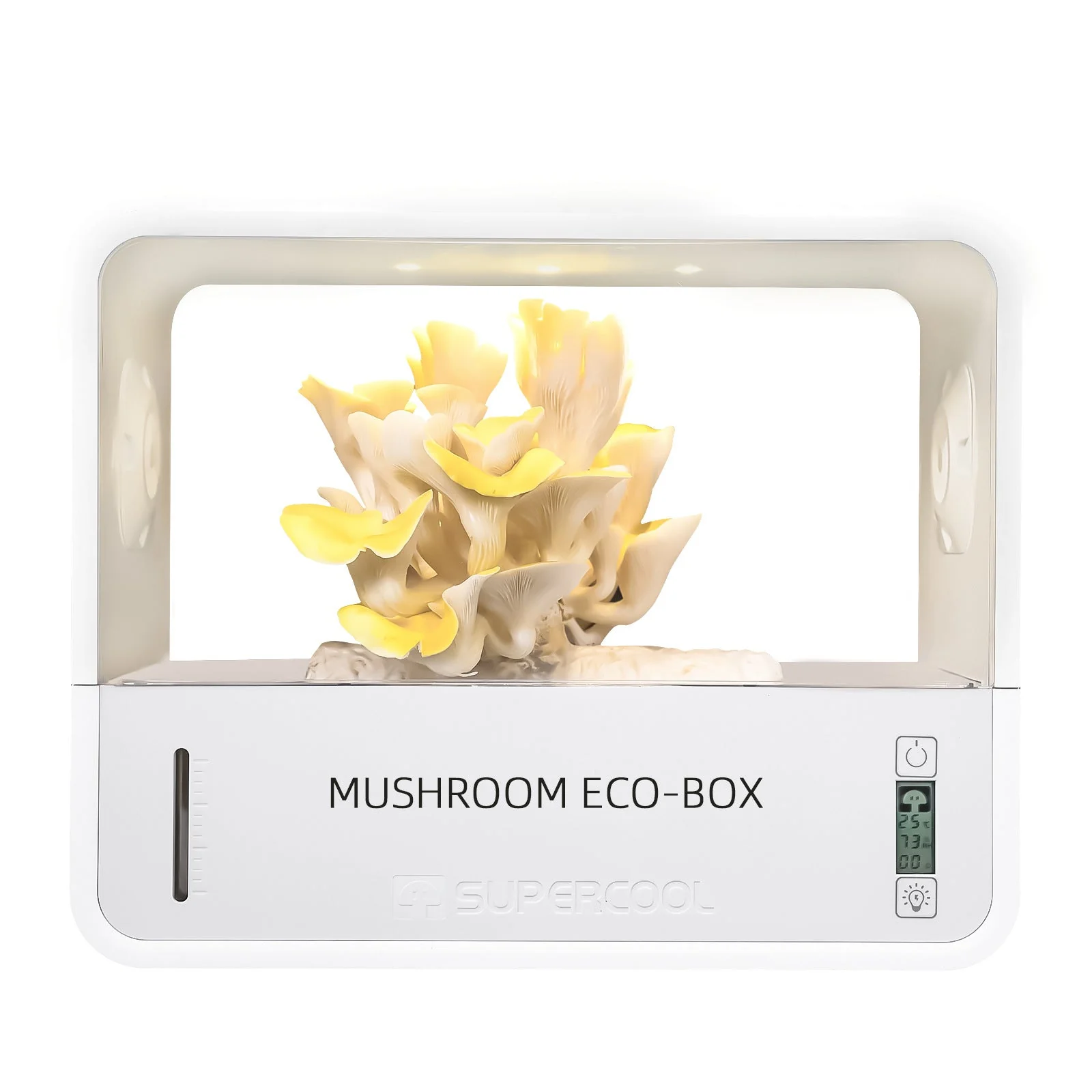 Boczniak cytrynowy - starter do uprawy w Grow Boxie - Image 3