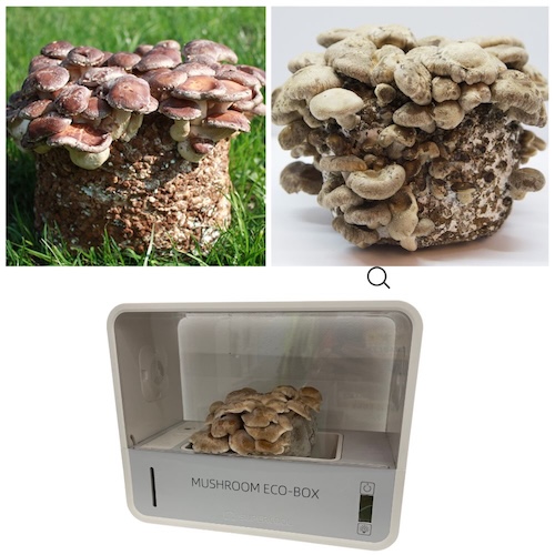 Shii-take (Twardziak jadalny) – Starter do Uprawy w Grow Boxie - Image 7