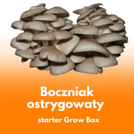 Boczniak Ostrygowaty - starter do uprawy w Grow Boxie