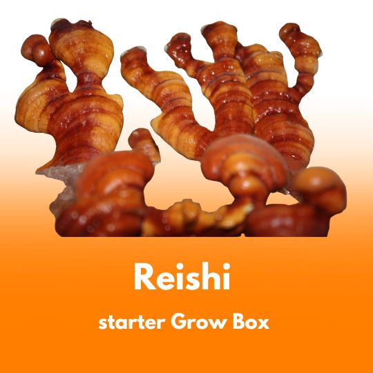 Grzyby Reishi (Ganoderma lucidum) – starter do uprawy w Grow Boxie