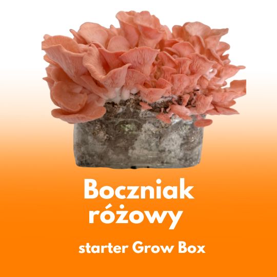 Boczniak różowy - starter do uprawy w Grow Boxie