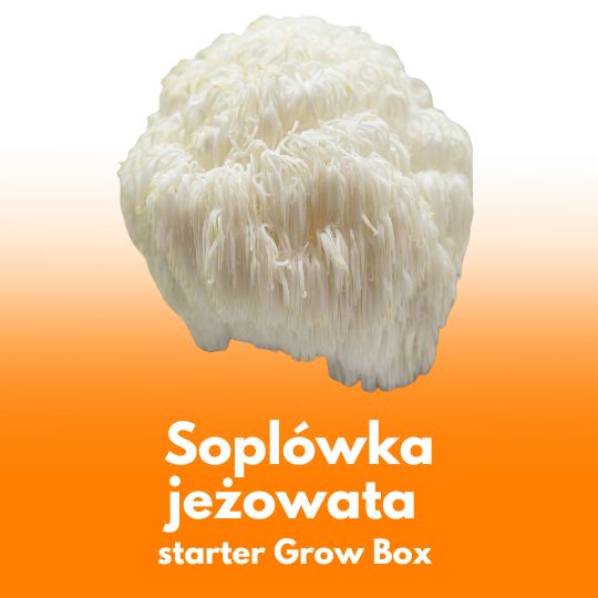 Soplówka jeżowata (Lion’s Mane) – starter do uprawy w Grow Boxie